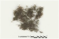 藏品(羽蘚屬)的圖片